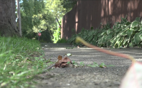 Rat Basketball: What You Need to Know About This? These Rats Are Taking Over the Internet!