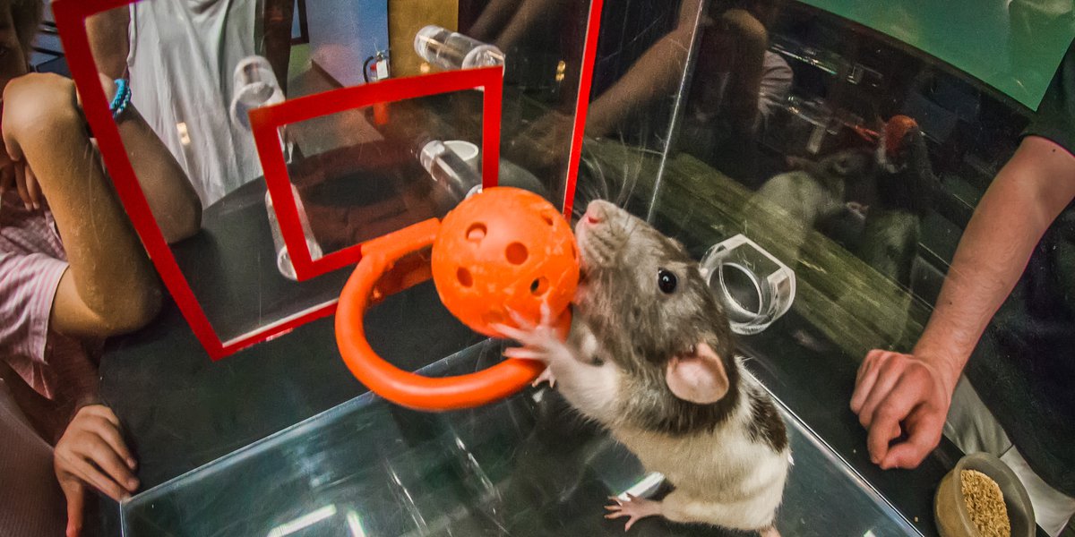 Rat Basketball: What You Need to Know About This? These Rats Are Taking Over the Internet!