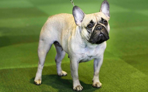 High School Football Dog Policies: Common Banned Breeds You Should Know!
