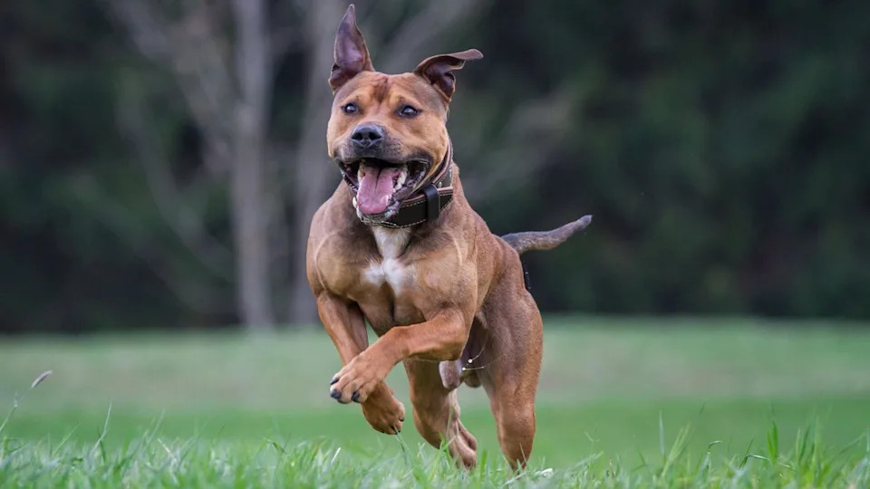 High School Football Dog Policies: Common Banned Breeds You Should Know!